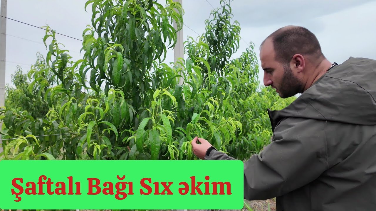 Super İntensiv Şaftalı Bağı Tel ilə əkim