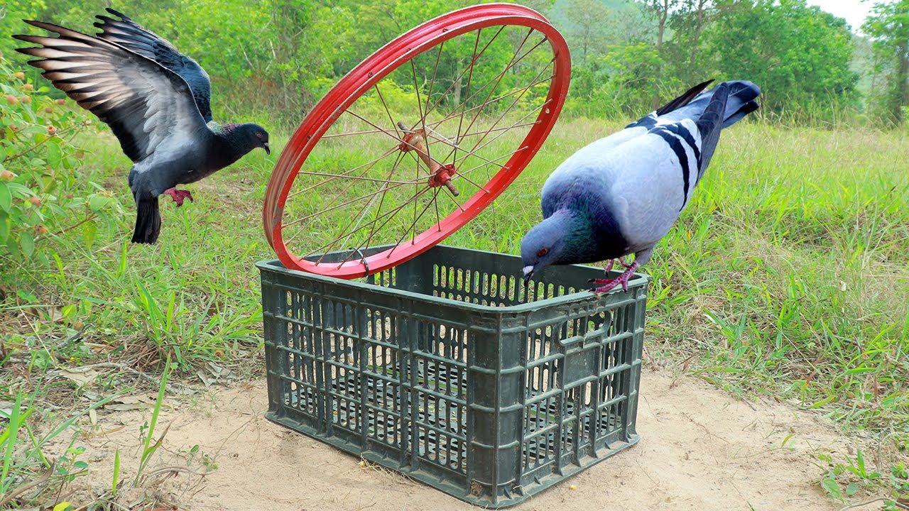 Creative Methods \ Best Pigeon Trap Using Basket And Bike Tool