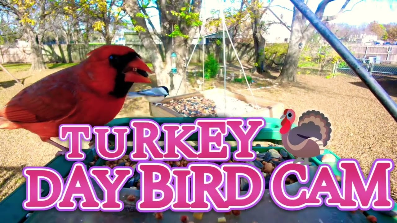 Turkey Day Bird Cam 🐦#asmr #birds #birdsong #birdcam #naturecam 