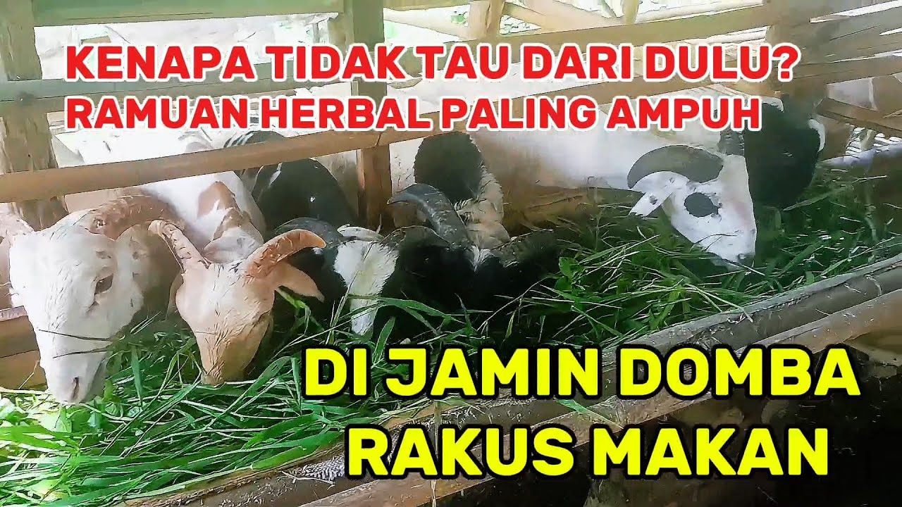 CARA AGAR DOMBA RAKUS MAKAN, BEGINI CARANYA SANGAT MUDAH SEKALI