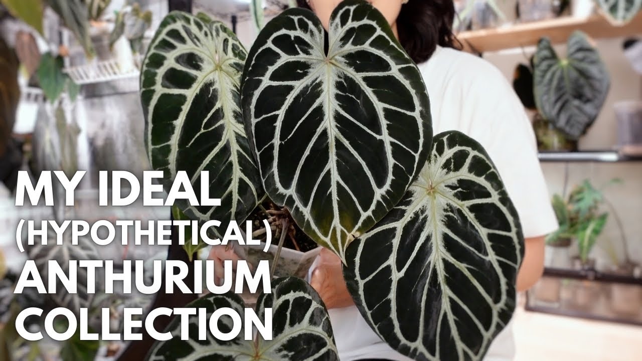 If I had to start my anthurium collection over again 💭