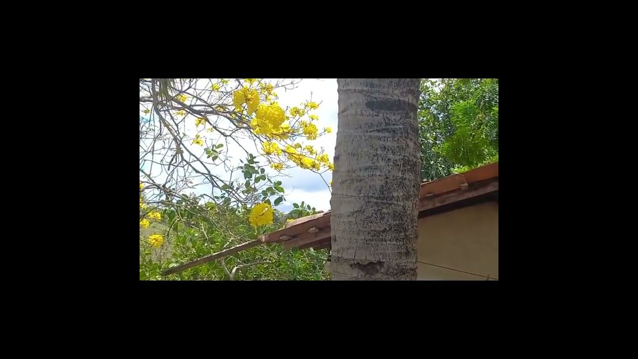 Meu lindo pé de ype amarelo + hanna e samyra 
