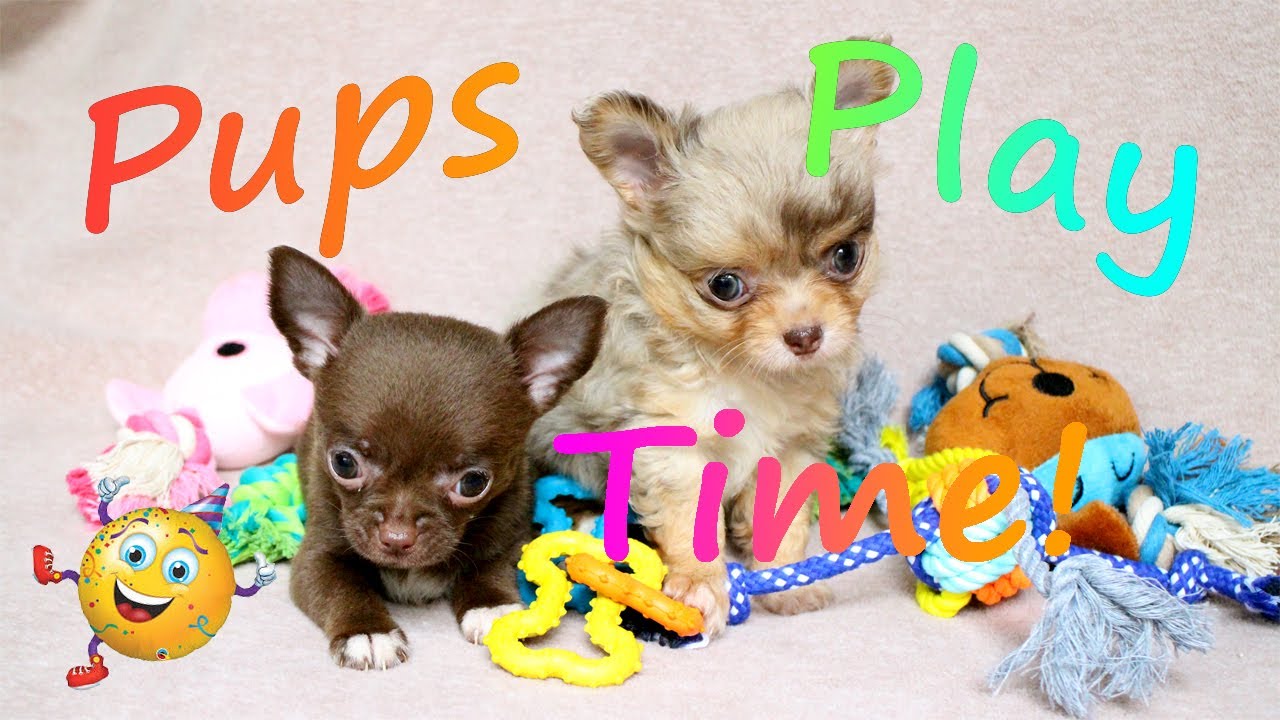 Long Haired Merle Chihuahua Puppies
