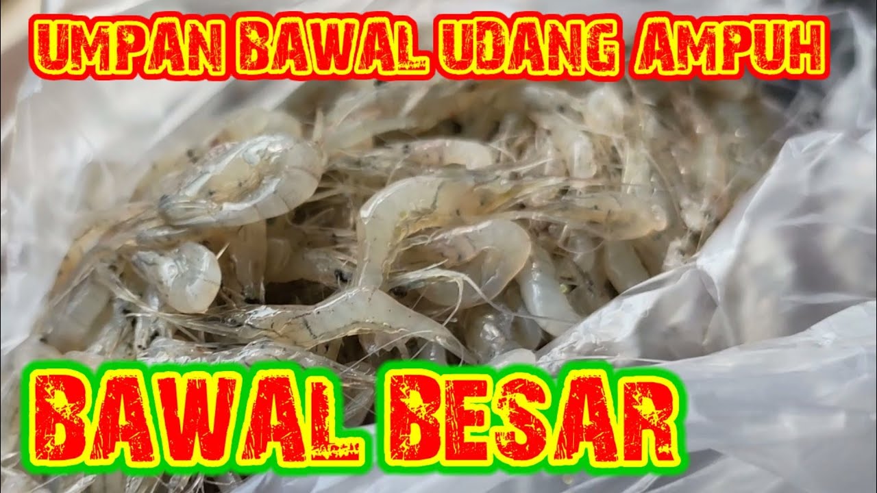 UMPAN BAWAL UDANG AMPUH
