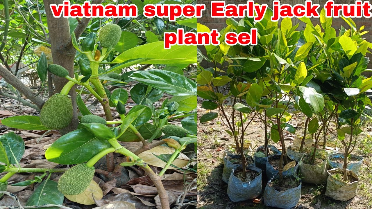 Viatnam super Early jack fruit farming kase kare A2Z jankari milegi l contact number 7478411841