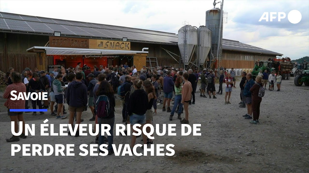 Dermatose en Savoie: près de 300 personnes mobilisées pour empêcher l'abattage d'un troupeau | AFP