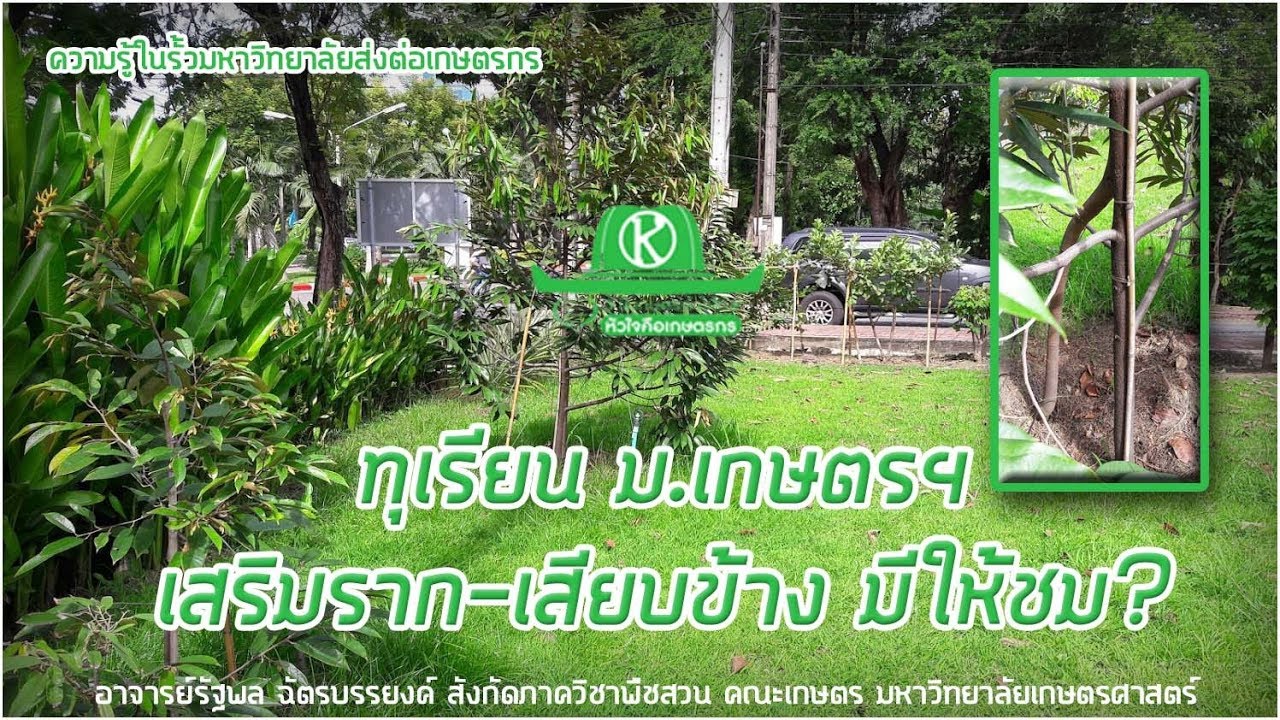 ทุเรียนมหาวิทยาลัยเกษตรฯ 13 สายพันธุ์...เสียบข้าง-เสริมราก มีให้ชม?