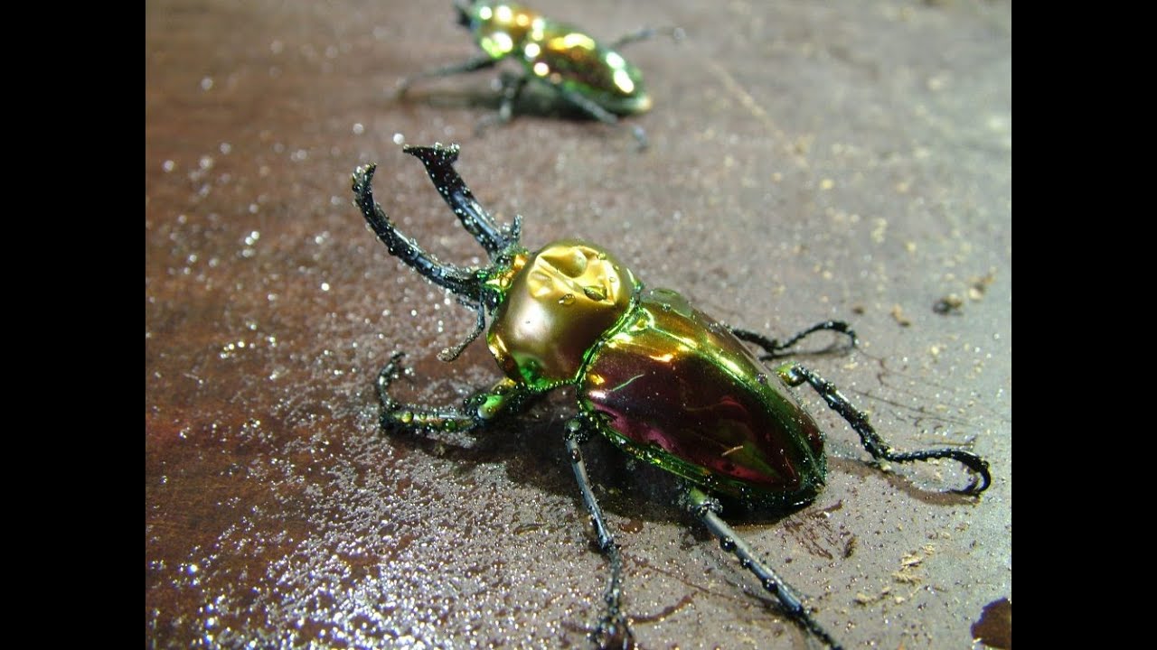 Phalacrognathus muelleri - Checking for beetles
