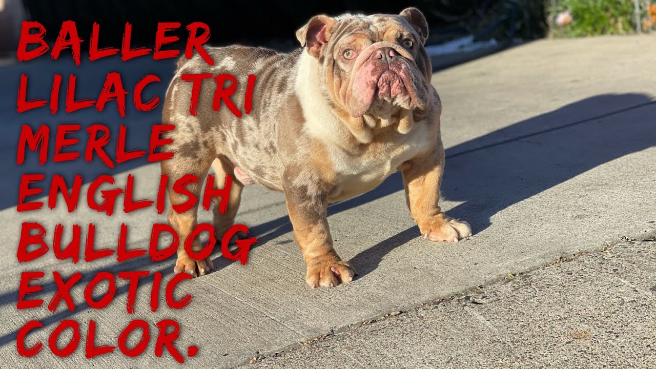 Baller Lilac Tri Merle English Bulldog Exotic Color!!