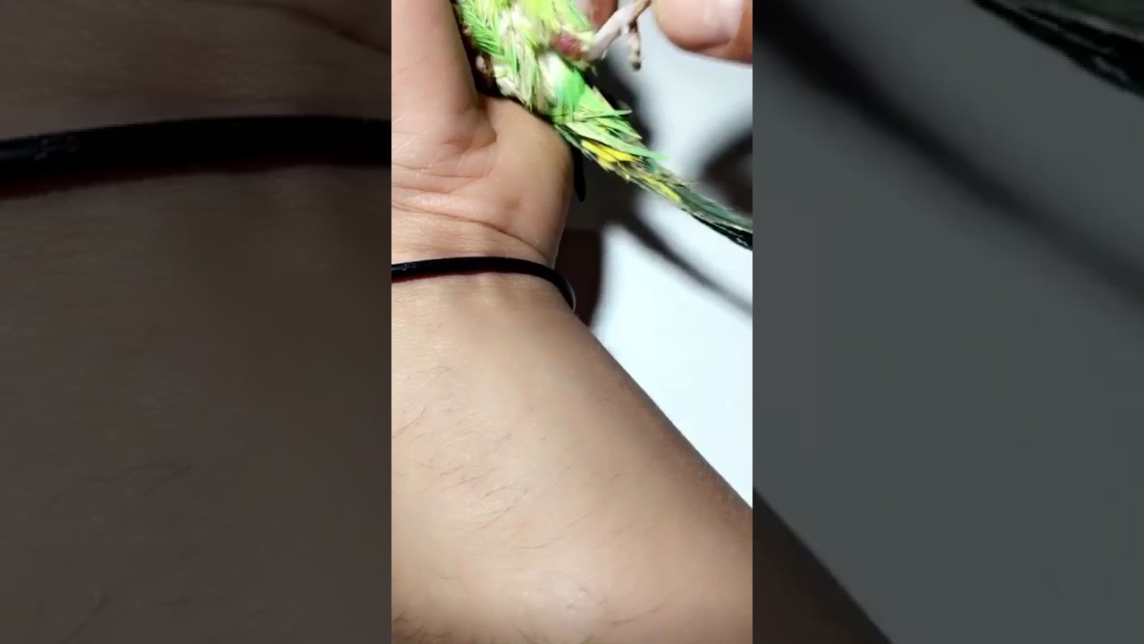 طريقة علاج الكسر أرجل طائر البادجي 🐥