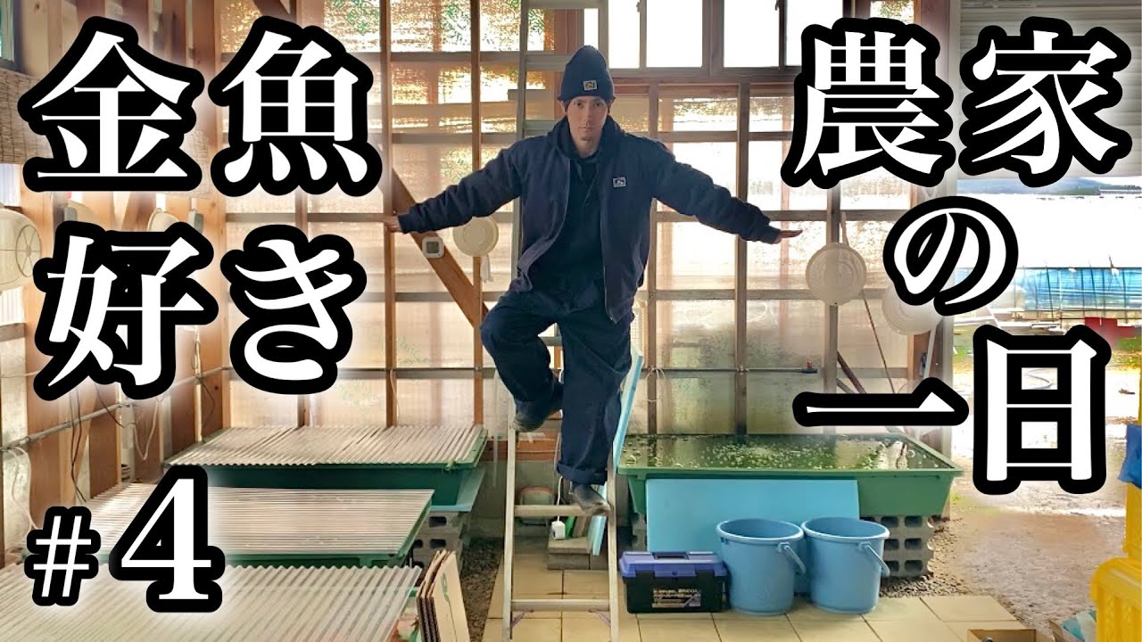金魚小屋の紹介とワイの一日【金魚好き農家の一日#4】