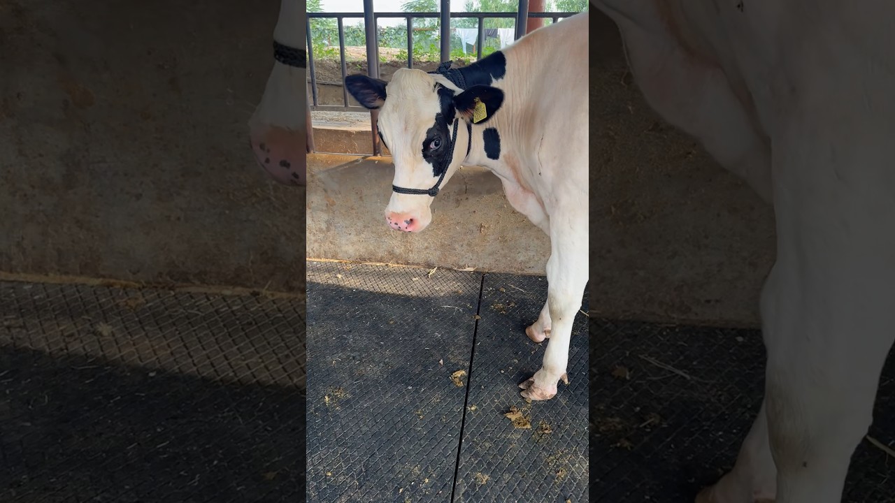 Beauty & Breed Heifer For Sale , ABS SPIKE , TOP QUALITY HF , #chopradairyfarm #trending #cow