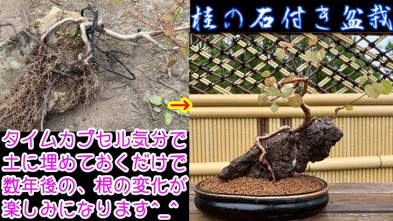 簡単な石付き盆栽の作り方！石に縛り昨年の春にそのまま埋めてました！桂 I tied a tree to a stone and buried it in the soil! bonsai 盆栽 石付き