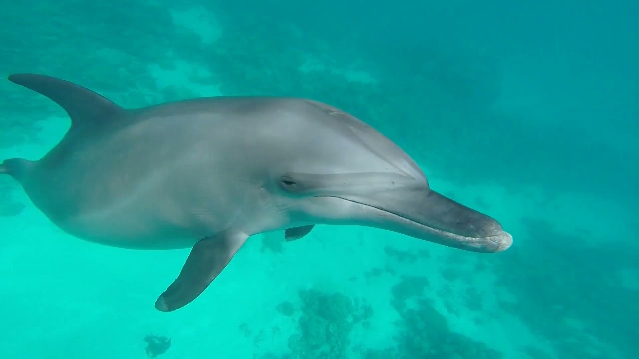 DOLPHINS HOUSE TOUR رحلات الدرافيل بالغردقه