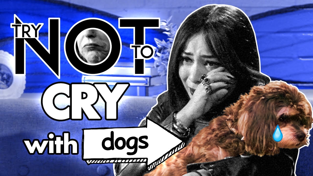 Try Not To Cry Challenge | SAD Dog Videos