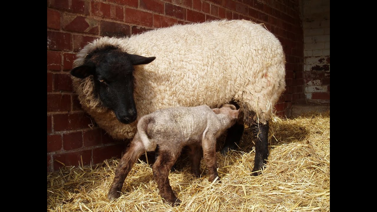 What To Do If A Sheep Or Goat Rejects Their Baby ~ BONDING