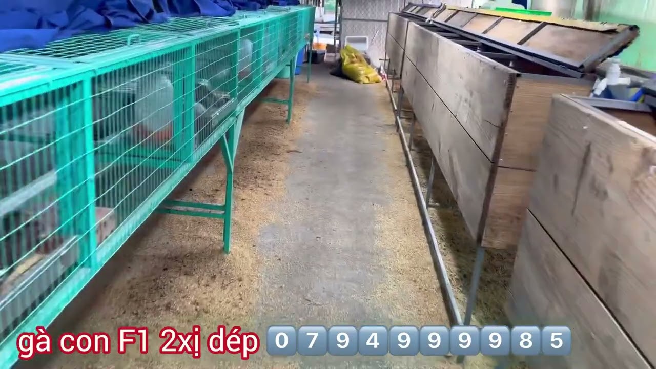 Chia Gà con F1 200k 1 chú. ĐT:0794.9999.85