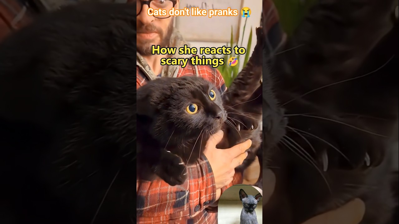 😱 cats scary reaction to prank 😤