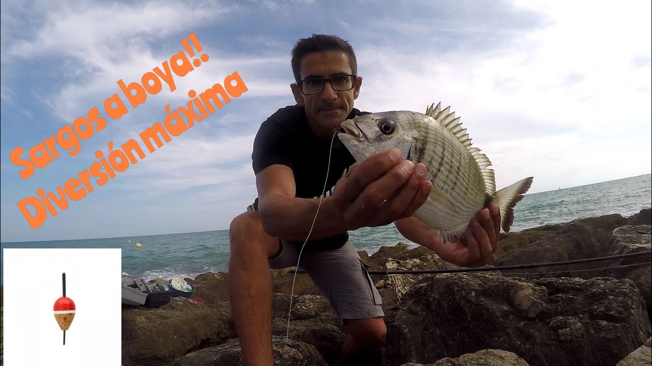 Pesca del sargo a boya.