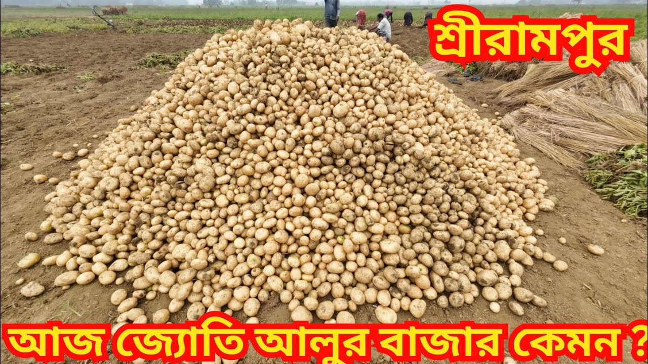 আলুর দাম একবারে তলানিতে/চাষের খরচও উঠছে না/কৃষকরা খুবই হতাশ/কী বলছেন আলু চাষীরা?