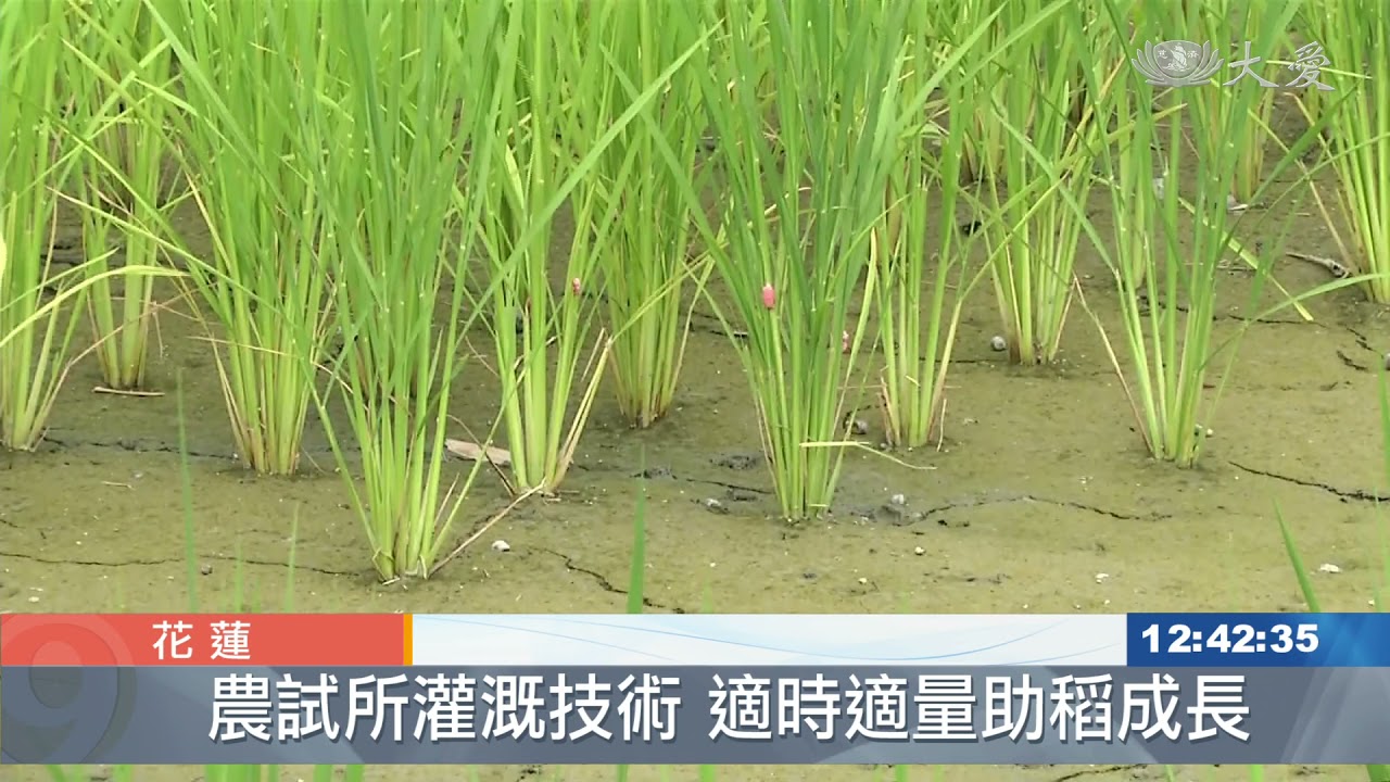 農試所間歇灌溉法 種稻省水增產有成