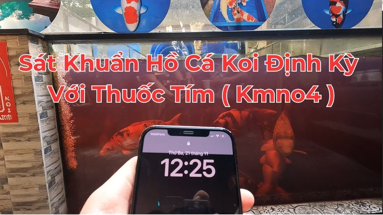 Sát Khuẩn Định Kỳ Hồ Cá Koi Bằng Thuốc Tím ( KMNO4) - Đúng Cách - An Toàn Nhất Giúp Cá Khỏe Mạnh