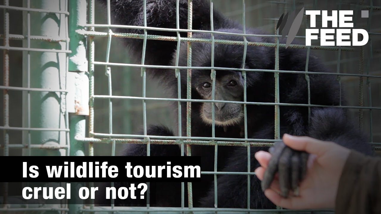 Wildlife Tourism: Right or wrong?