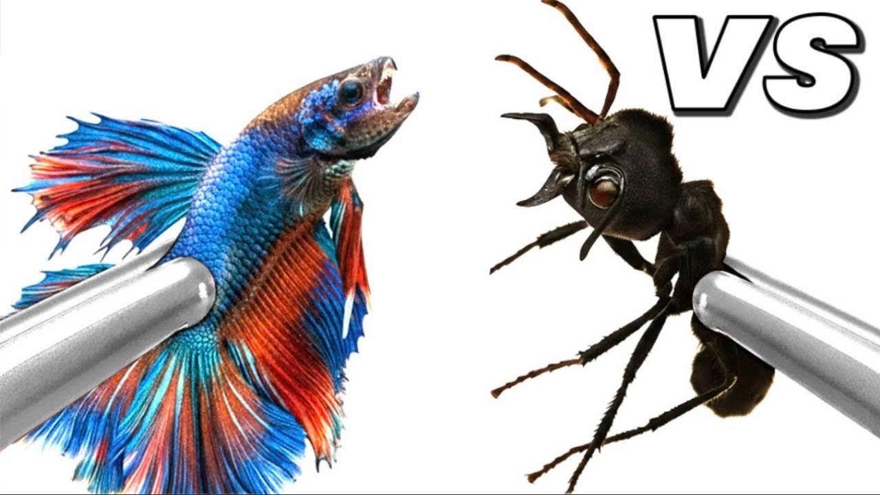 1,000 Ants V.S Fish | 😱 Anttrek Ant Colony Simulation