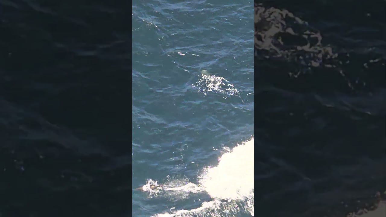 Atlantic ocean dolphins #nature #dolphin