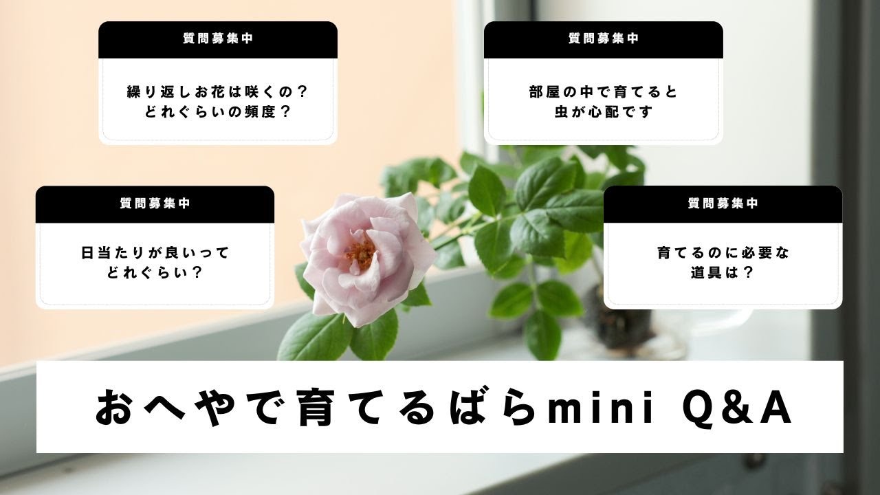 【ばらの育て方Q&A】おへやで育てるばらminiが登場｜よくある質問にお答えします｜【Q&A】Meet the Mini Version of Our Indoor Roses!