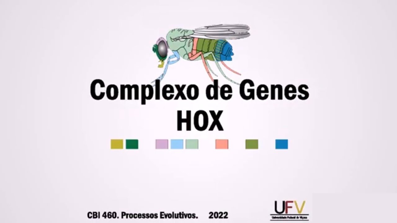 Genes Homeóticos ou HOX