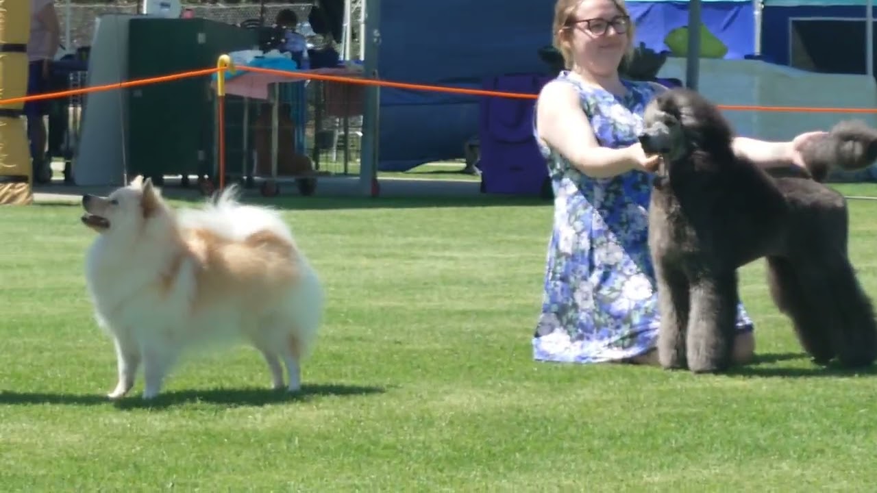 2024 Melbourne Dog Club PM Group Show -  Non Sporting Dogs (& classes)