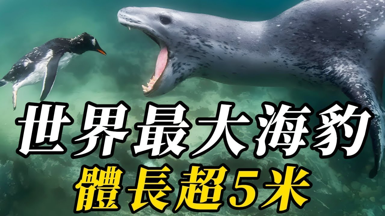 全世界最大的10种海豹，第八名爪子长达2.5厘米！第一名重达4吨，可輕松毒殺30人，輕松獵殺鳄魚，看見趕緊逃命！個個凶悍无比！人類看到了趕快跑！#世界之最 #动物 #科普 #动物世界 #百科密码