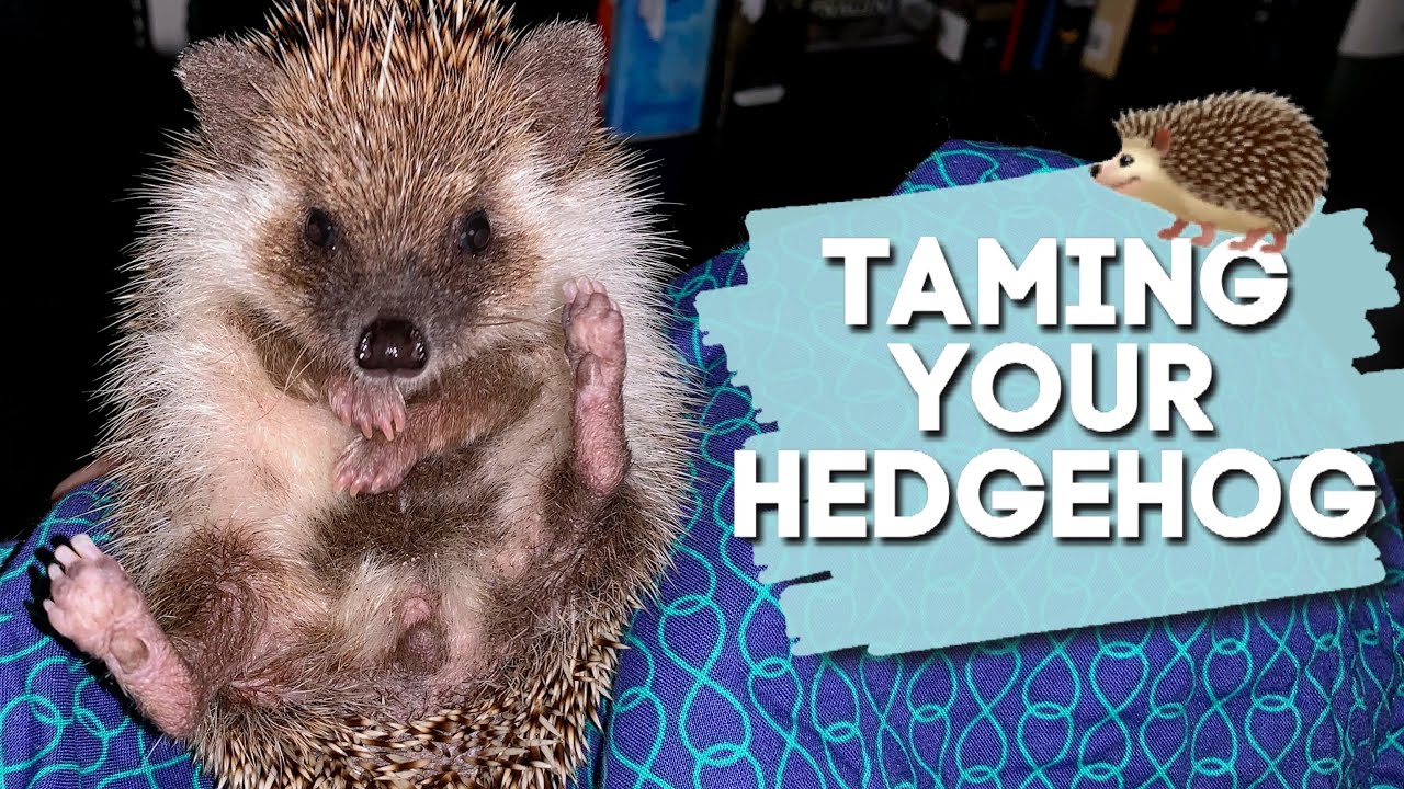 How To Tame A Hedgehog