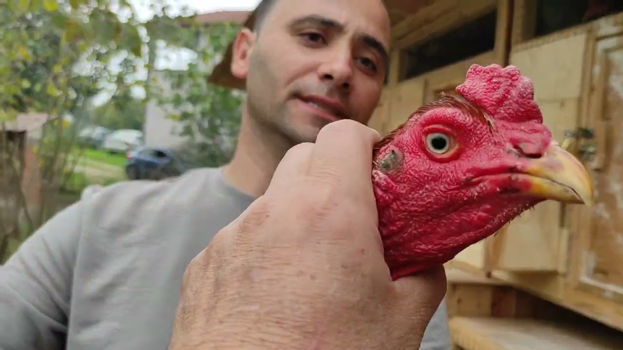 /// ALPASLAN KARDEŞİMİZİN GÜZEL ÇİL HOROZLARINI GÖRDÜK MAŞALLAH ///