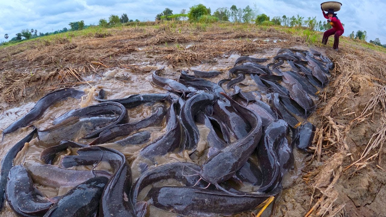 amazing fishing - catching a lot of fish after rain at rice field by hand a fisherman skill