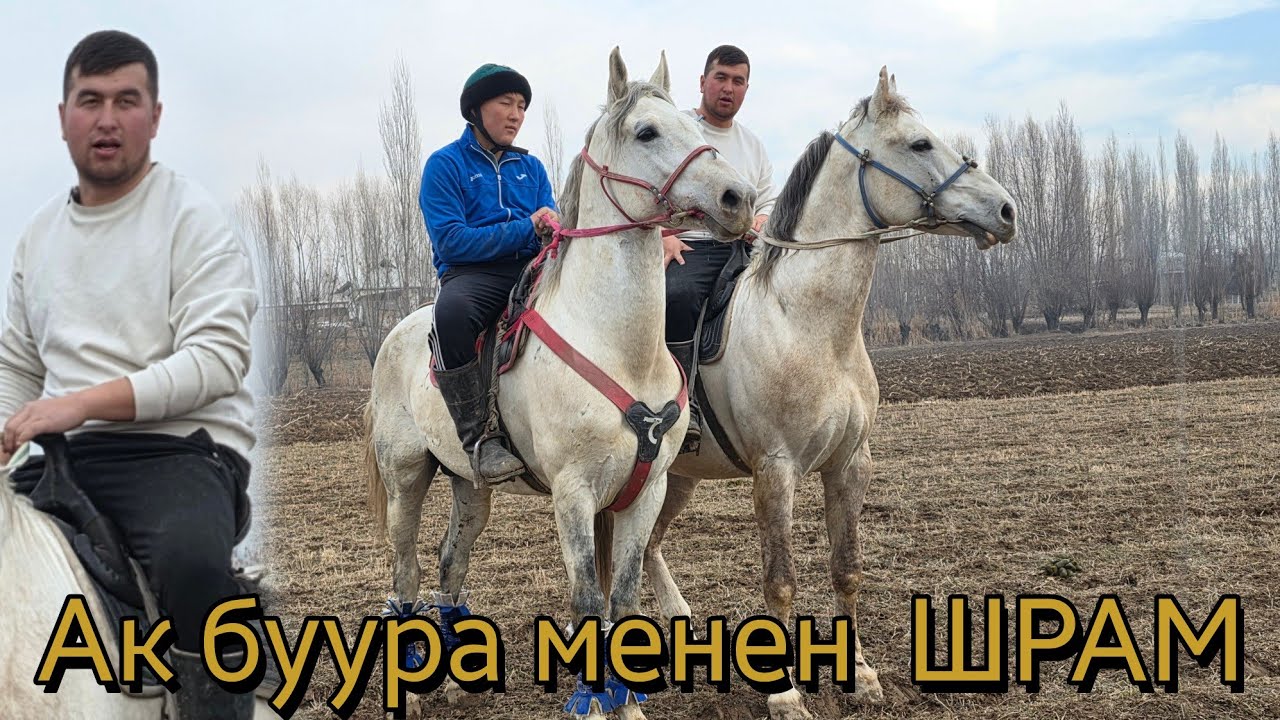 Ак БУУРА менен ШРАМ ДОНИДЕН
