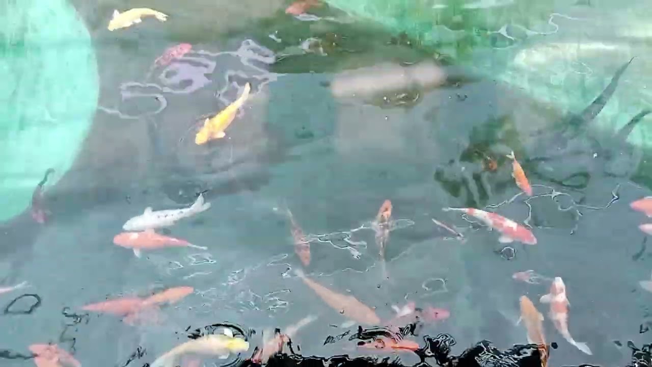 darmastala fish aquarium....