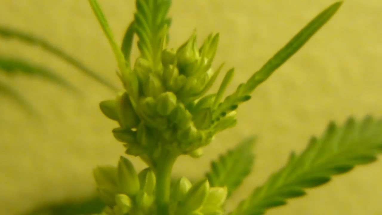 Male and Female Cannabis Plant Sexing