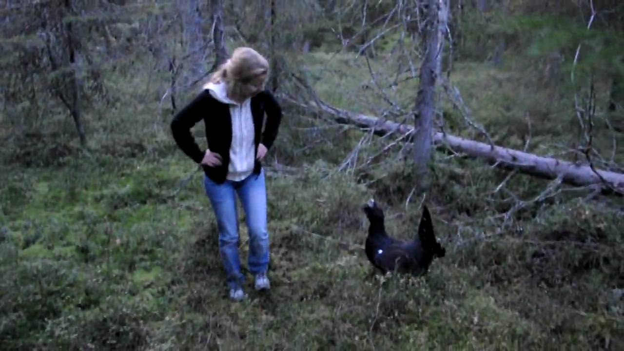 Hustjädern Huston slår till