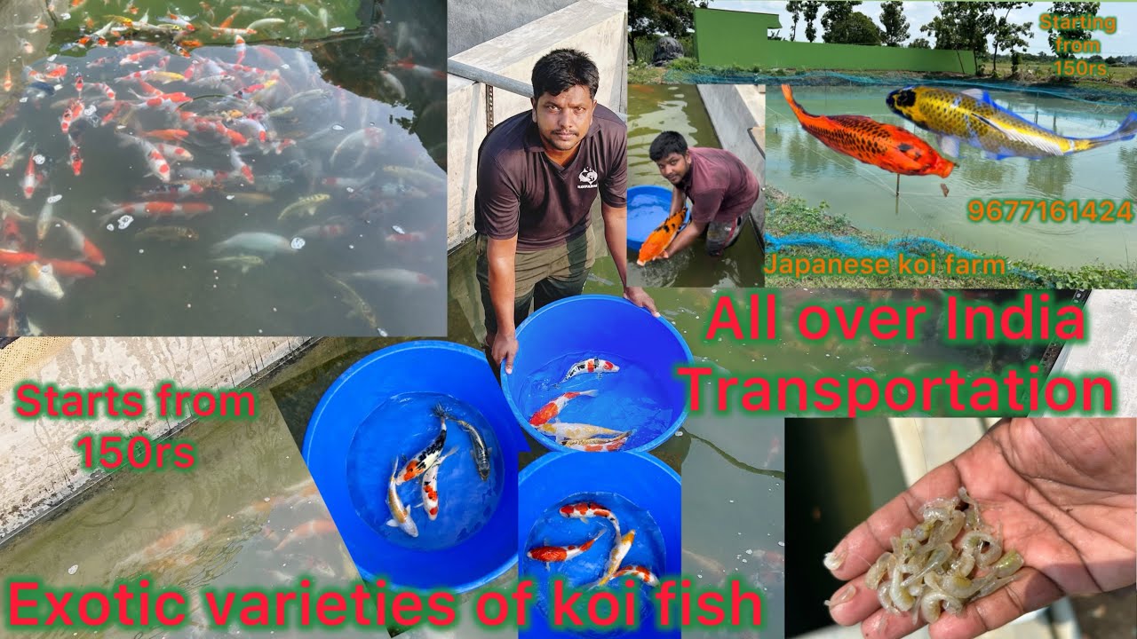 Japanese koi fish for sale in India || Fish farming in India || Exotic varieties in jk koi farm