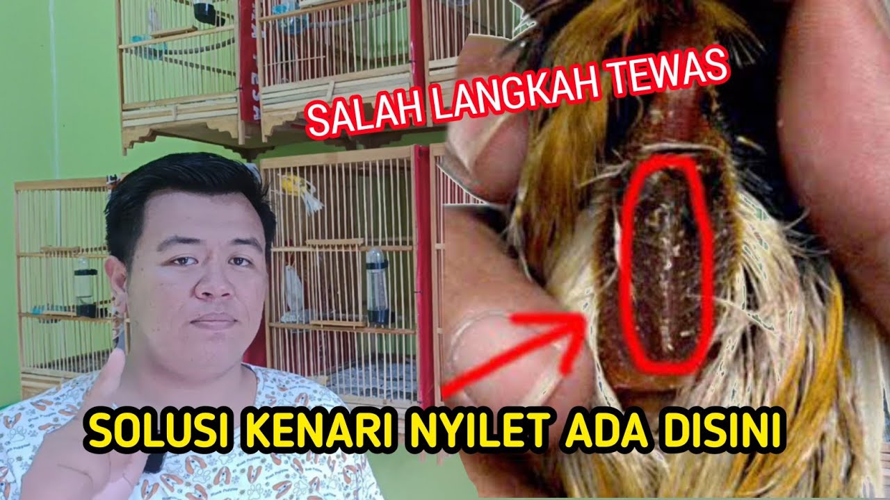 Cara Mengatasi Kenari Nyilet.. Sembuh Dalam Waktu Singkat