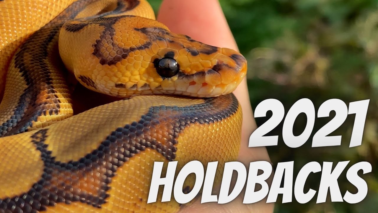 Can't Believe How Many Snakes We Kept... We Need To Move Out