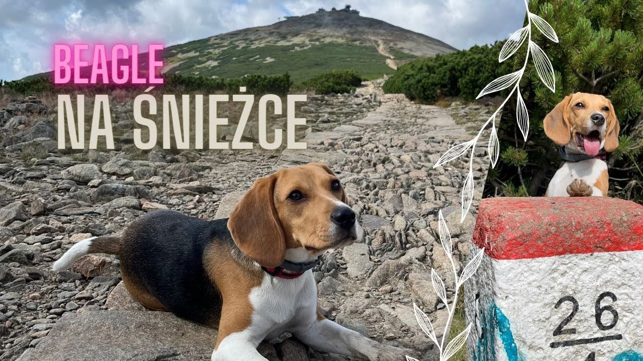 ŚNIEŻKA Z PSEM - Mamba w Karkonoszach [13.08.2023]