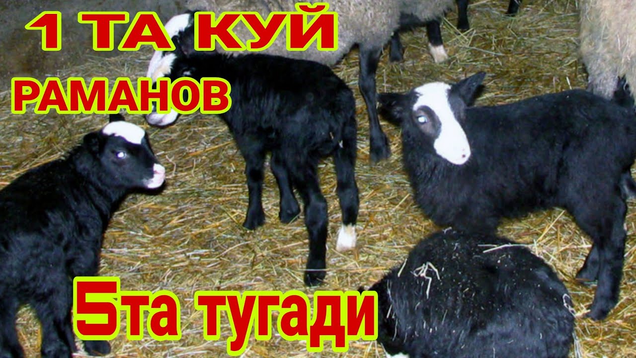 ТЕЗ КУПАЙАДИ РАМАНОВ КУЙ 5 ТА БОЛА ТУГАДИ