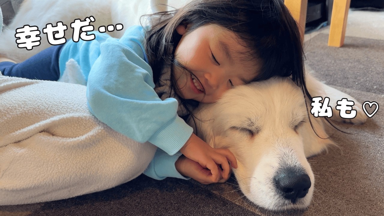 【KY】３歳児が超大型犬に甘えて幸せそうにしていると弟たちが目の前で暴れ出してしまいました&hellip;💦｜グレートピレニーズ&オールドイングリッシュシープドッグ&トイプードル