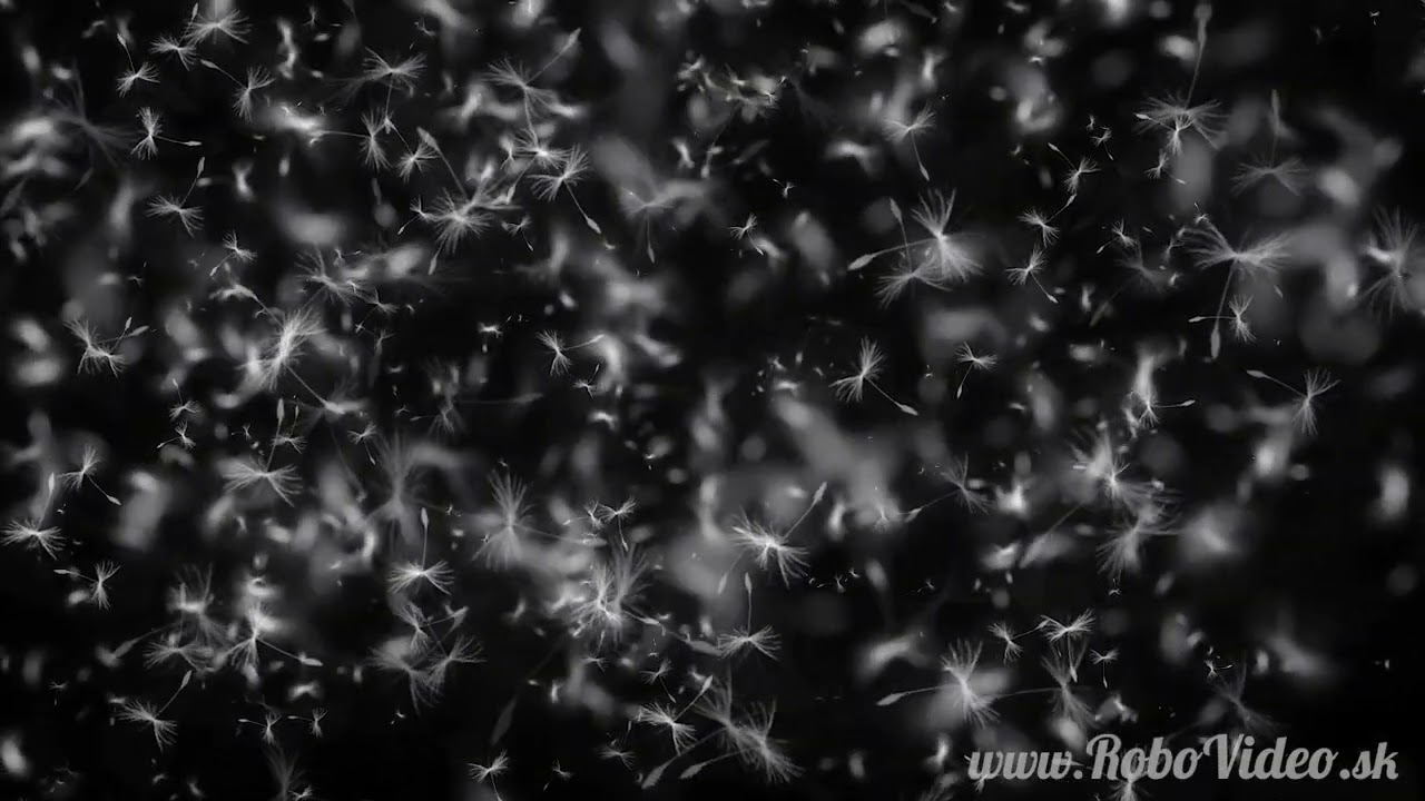 Dandelion Background Free Animation /