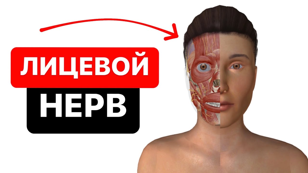 Лицевой нерв. Как выглядит и где располагается лицевой нерв на лице человека? 3D-анатомия черепа
