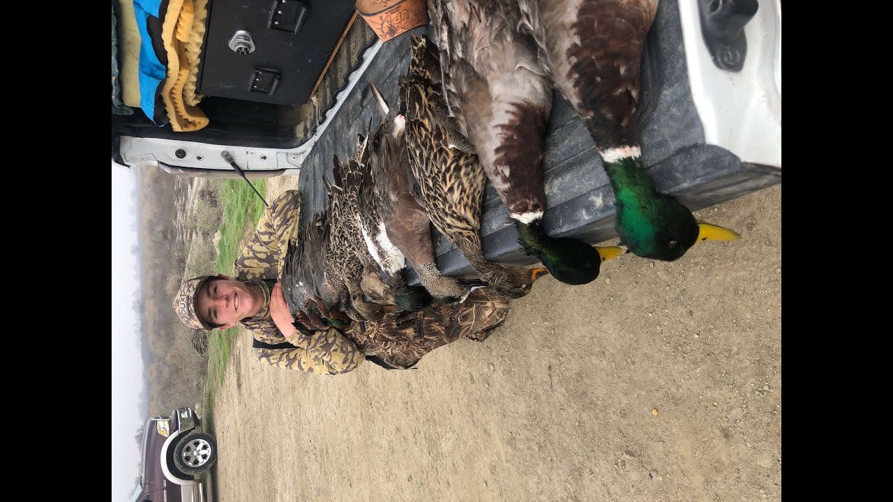 Duck Hunting - Mendota Wildlife Refuge - 3 Mallards!!! - Jan 15