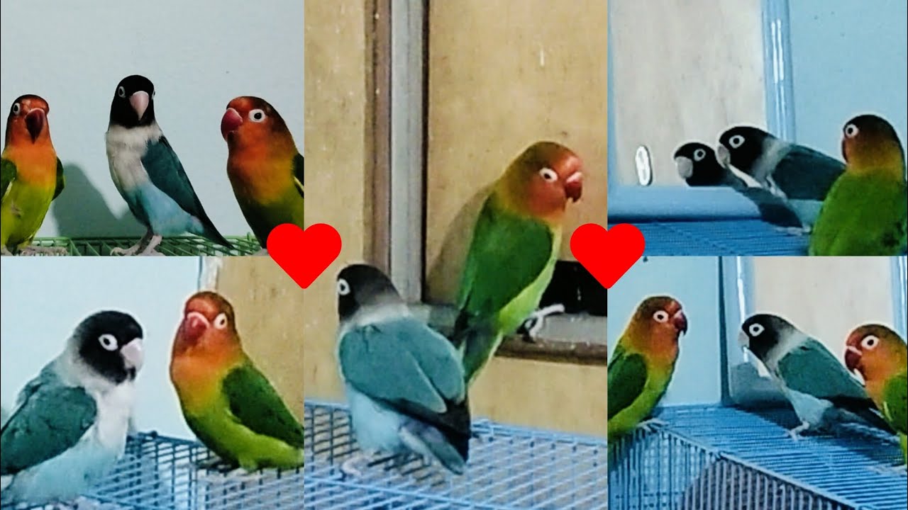 Some moments from today with the Love ❤️ Birds 🐦  / Love Birds sound / #lovebirds